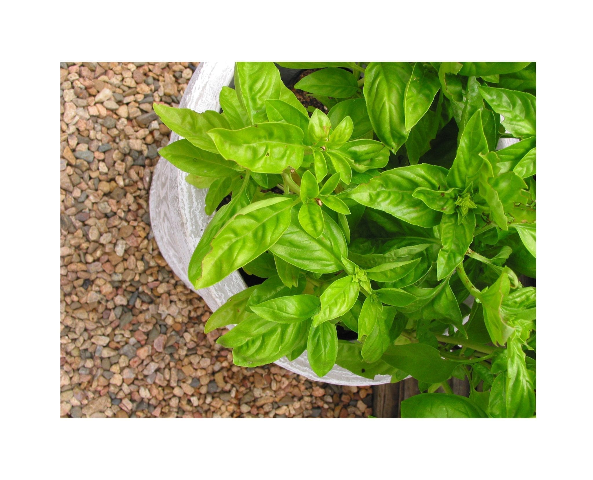 Starke Ayres Regular Basil Seeds - Tanya Visser