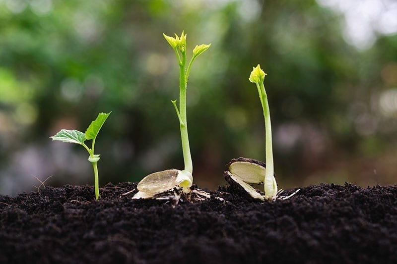 tea saponin supplier tea saponin supplier