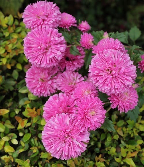 Starke Ayres Bee Favourites Tanya Visser